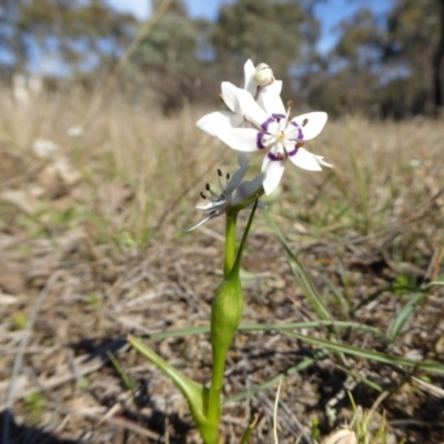 Wurmbea dioica subsp. dioica (Early Nancy) at Rugosa - 13 Sep 2019 by SenexRugosus