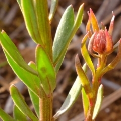 Stackhousia monogyna at Dunlop, ACT - 13 Sep 2019 05:03 PM