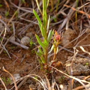 Stackhousia monogyna at Dunlop, ACT - 13 Sep 2019 05:03 PM