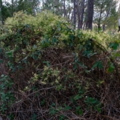 Clematis leptophylla (Small-leaf Clematis, Old Man's Beard) at Dunlop, ACT - 13 Sep 2019 by Kurt