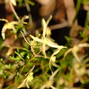 Clematis leptophylla at Dunlop, ACT - 13 Sep 2019