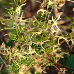 Clematis leptophylla at Dunlop, ACT - 13 Sep 2019