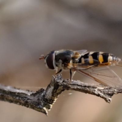 Melangyna viridiceps (Hover fly) at Woodstock Nature Reserve - 13 Sep 2019 by Kurt