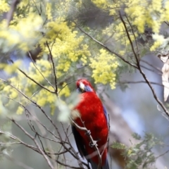 Platycercus elegans (Crimson Rosella) at Paddys River, ACT - 7 Sep 2019 by Cricket