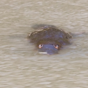 Ornithorhynchus anatinus at Paddys River, ACT - 7 Sep 2019