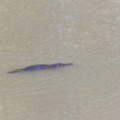 Ornithorhynchus anatinus at Paddys River, ACT - 7 Sep 2019 12:33 PM