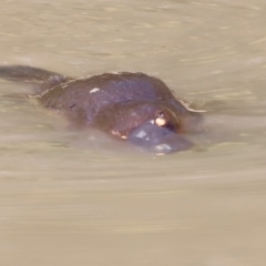 Ornithorhynchus anatinus at Paddys River, ACT - 7 Sep 2019 12:33 PM