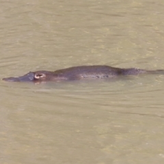 Ornithorhynchus anatinus at Paddys River, ACT - 7 Sep 2019