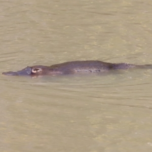 Ornithorhynchus anatinus at Paddys River, ACT - 7 Sep 2019