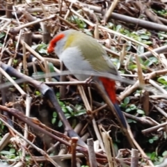 Neochmia temporalis (Red-browed Finch) at Paddys River, ACT - 7 Sep 2019 by JimL