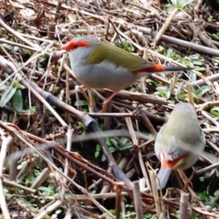 Neochmia temporalis at Paddys River, ACT - 7 Sep 2019