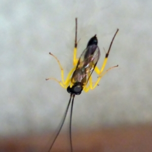 Hyposoter bombycivorus at Aranda, ACT - 23 Nov 2014 12:51 PM