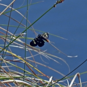 Phalaenoides tristifica at Gungahlin, ACT - 13 Sep 2019