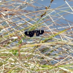 Phalaenoides tristifica at Gungahlin, ACT - 13 Sep 2019