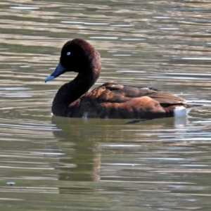 Aythya australis at Gungahlin, ACT - 13 Sep 2019