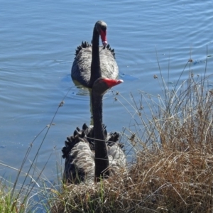 Cygnus atratus at Gungahlin, ACT - 13 Sep 2019