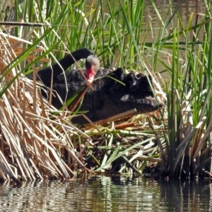 Cygnus atratus at Gungahlin, ACT - 13 Sep 2019