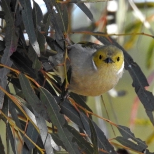 Ptilotula penicillata at Gungahlin, ACT - 13 Sep 2019 10:31 AM