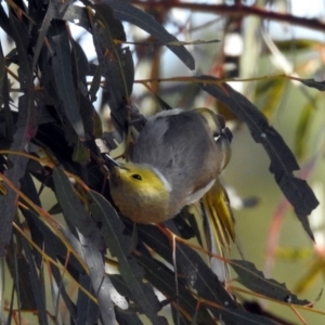 Ptilotula penicillata at Gungahlin, ACT - 13 Sep 2019 10:31 AM