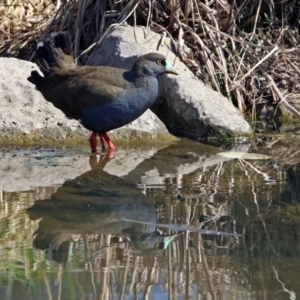 Tribonyx ventralis at Gungahlin, ACT - 13 Sep 2019