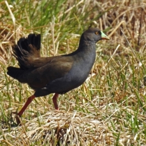 Tribonyx ventralis at Gungahlin, ACT - 13 Sep 2019