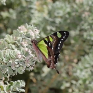 Graphium macleayanum at Acton, ACT - 13 Sep 2019 11:36 AM