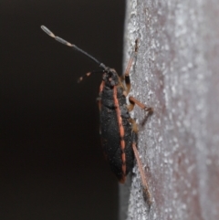 Diemenia rubromarginata at Acton, ACT - 12 Sep 2019