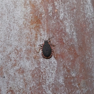 Diemenia rubromarginata at Acton, ACT - 12 Sep 2019