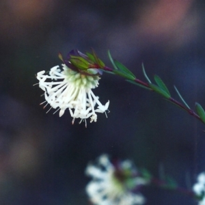 Pimelea linifolia subsp. linifolia at Theodore, ACT - 26 Sep 2001