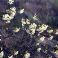 Pimelea linifolia subsp. linifolia at Theodore, ACT - 26 Sep 2001