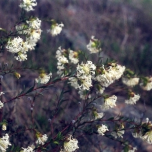 Pimelea linifolia subsp. linifolia at Theodore, ACT - 26 Sep 2001