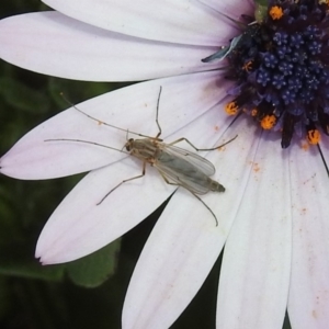 Chironomidae (family) at Isabella Plains, ACT - 10 Sep 2019