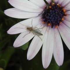 Chironomidae (family) at Isabella Plains, ACT - 10 Sep 2019