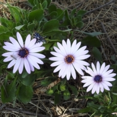 Dimorphotheca ecklonis (South African Daisy) at Isabella Plains, ACT - 10 Sep 2019 by RodDeb