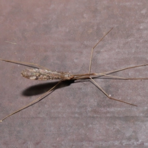 Austrolimnophila antiqua at Acton, ACT - 12 Sep 2019