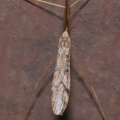 Austrolimnophila antiqua at Acton, ACT - 12 Sep 2019 11:49 AM