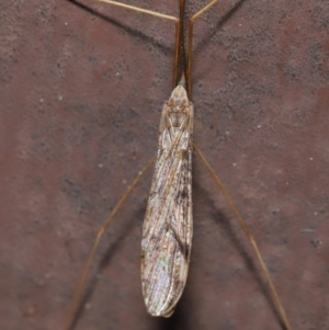 Austrolimnophila antiqua at Acton, ACT - 12 Sep 2019 11:49 AM