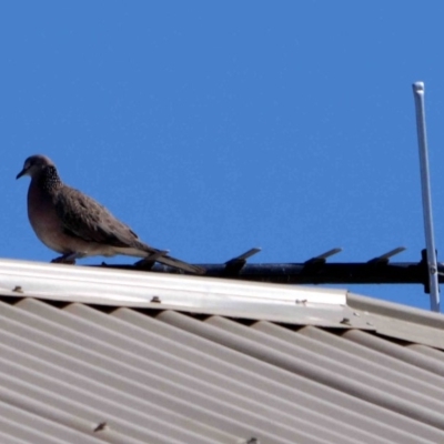 Spilopelia chinensis (Spotted Dove) at Forde, ACT - 14 Sep 2019 by DPRees125