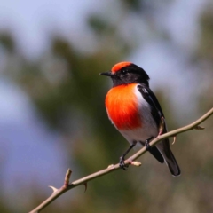 Petroica goodenovii (Red-capped Robin) at Denman Prospect, ACT - 11 Sep 2019 by DPRees125