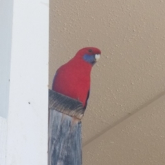 Platycercus elegans (Crimson Rosella) at Australian National University - 13 Sep 2019 by Xingrui Chen