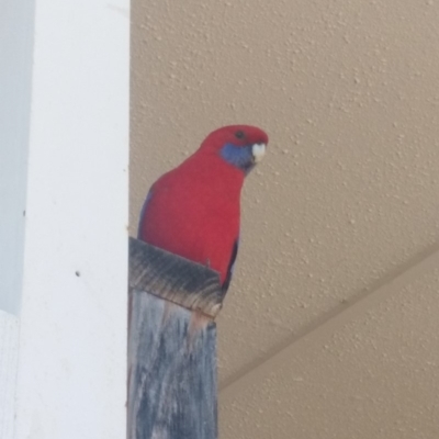 Platycercus elegans (Crimson Rosella) at Acton, ACT - 13 Sep 2019 by Xingrui Chen