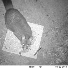 Trichosurus vulpecula (Common Brushtail Possum) at Majura, ACT - 22 Aug 2019 by Pat