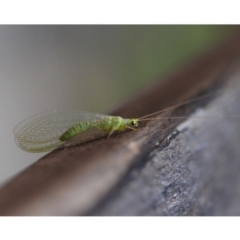 Chrysopidae (family) (Unidentified Green lacewing) at Mount Majura - 7 Sep 2019 by kdm