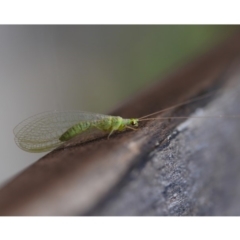 Chrysopidae (family) (Unidentified Green lacewing) at Watson, ACT - 7 Sep 2019 by kdm