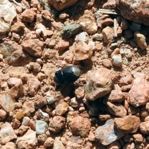Cydnidae (family) at Fyshwick, ACT - 13 Sep 2019 01:24 PM