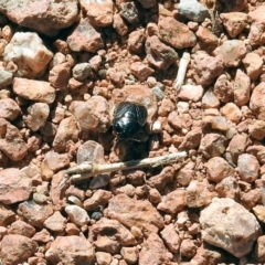 Cydnidae (family) at Fyshwick, ACT - 13 Sep 2019 01:24 PM