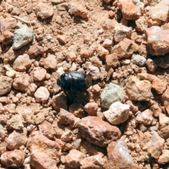 Cydnidae (family) at Fyshwick, ACT - 13 Sep 2019 01:24 PM
