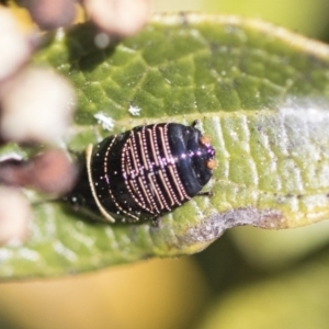 Ellipsidion australe at Macquarie, ACT - 14 Sep 2019