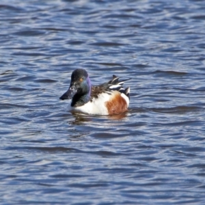 Spatula clypeata at Fyshwick, ACT - 13 Sep 2019