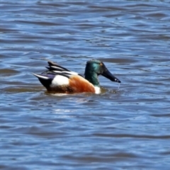 Spatula clypeata at Fyshwick, ACT - 13 Sep 2019